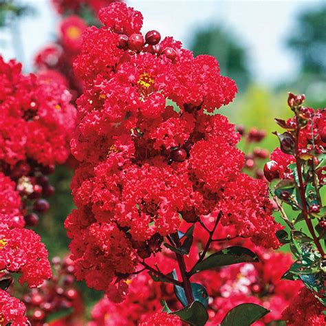 Ruffle Red Magic Crop Myrtle: A Fascinating Hybrid Variety